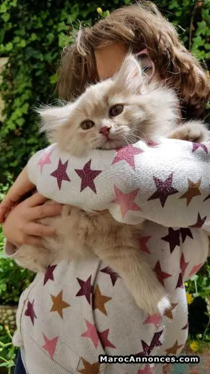 Chaton persan de deux mois et demi - الدار البيضاء