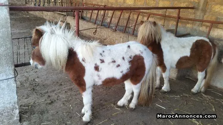 Poney - أسفي (2)