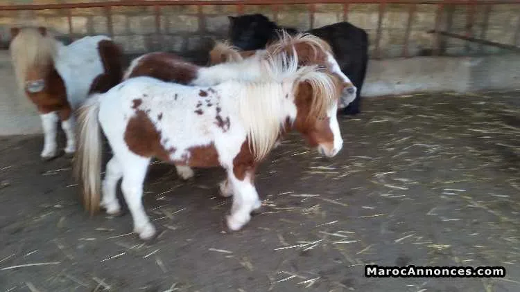 Poney - أسفي (3)