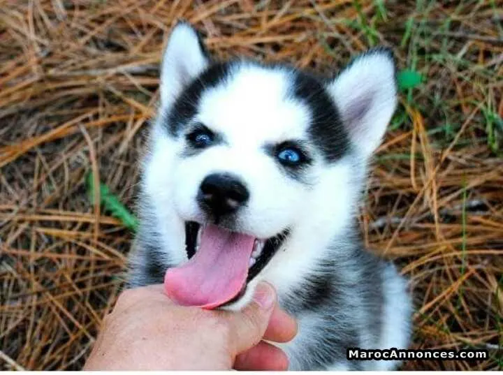 Chiots husky à vendre - الرباط