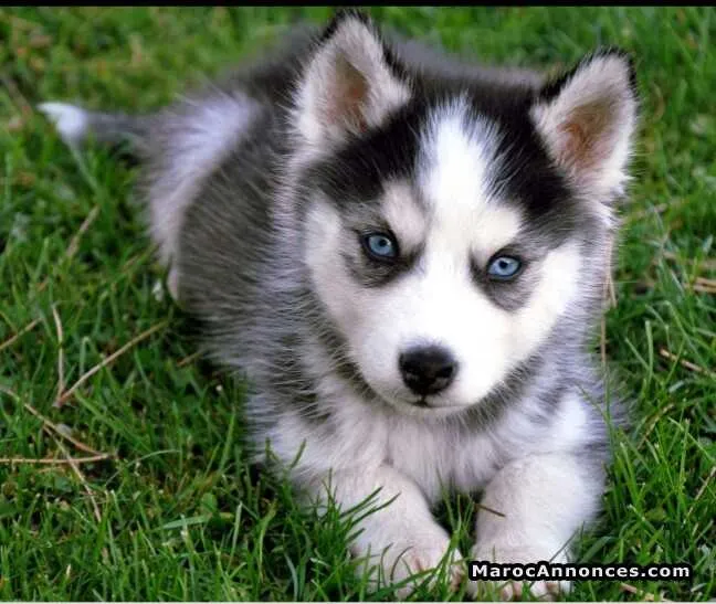 Chiots husky à vendre - الرباط (2)