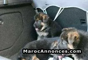 Chiots berger allemand - الرباط