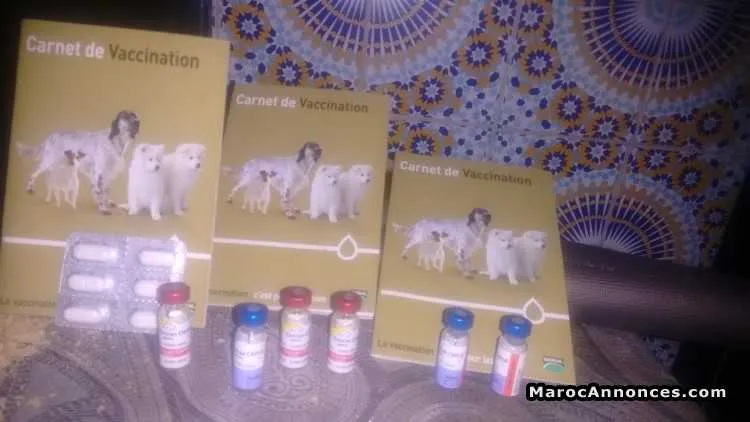 Chiots husky à vendre - الرباط (3)