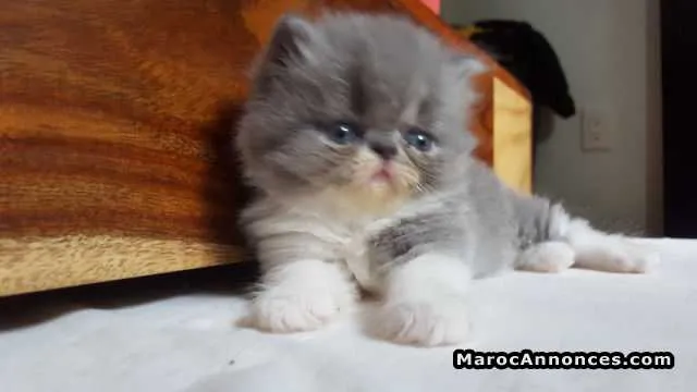 Chatons persan de race pure - الدار البيضاء