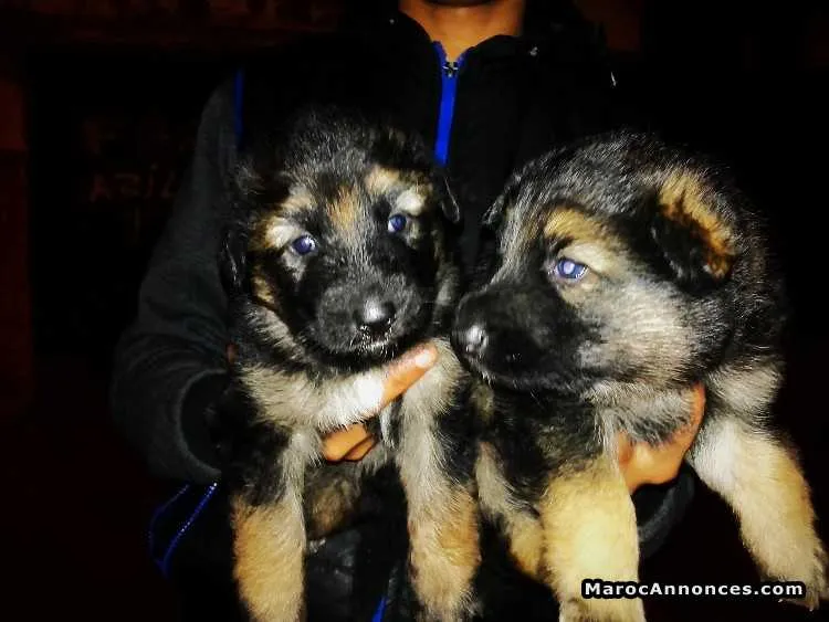 Chiot berger allemand royale - الرباط