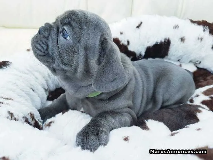 Chiots bouledogue français bleu - الرباط (2)