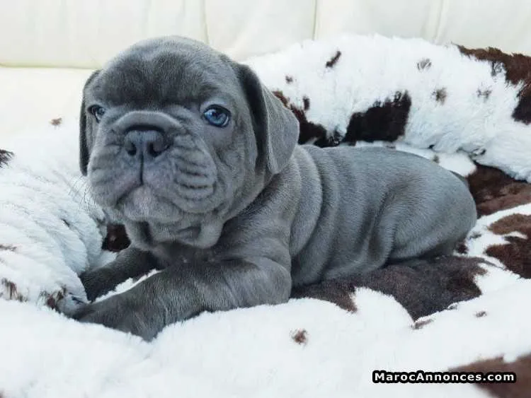 Chiots bouledogue français bleu - الرباط