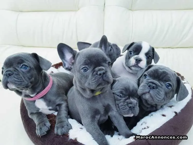 Chiots bouledogue français bleu - الرباط (3)