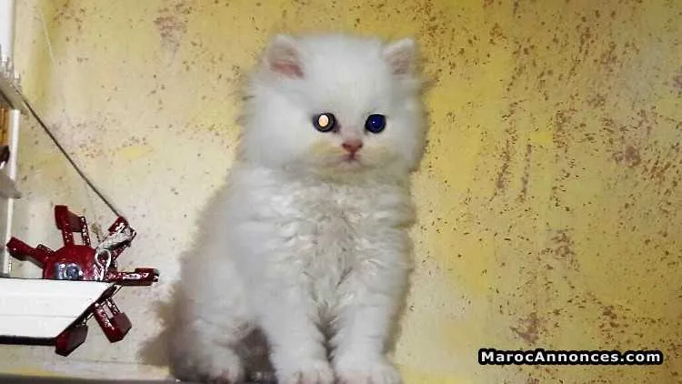 Chat persan pure race blanc - الدار البيضاء