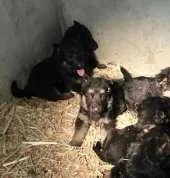 Chiots berger allemand - الرباط