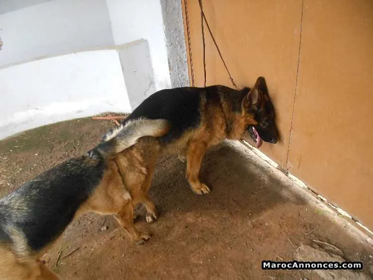 Chiots berger allemand - الدار البيضاء (2)