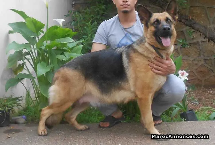 Chiots berger allemand - الدار البيضاء