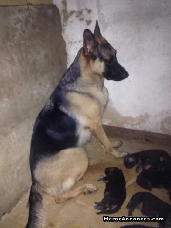 Chiots berger allemand - الدار البيضاء (3)