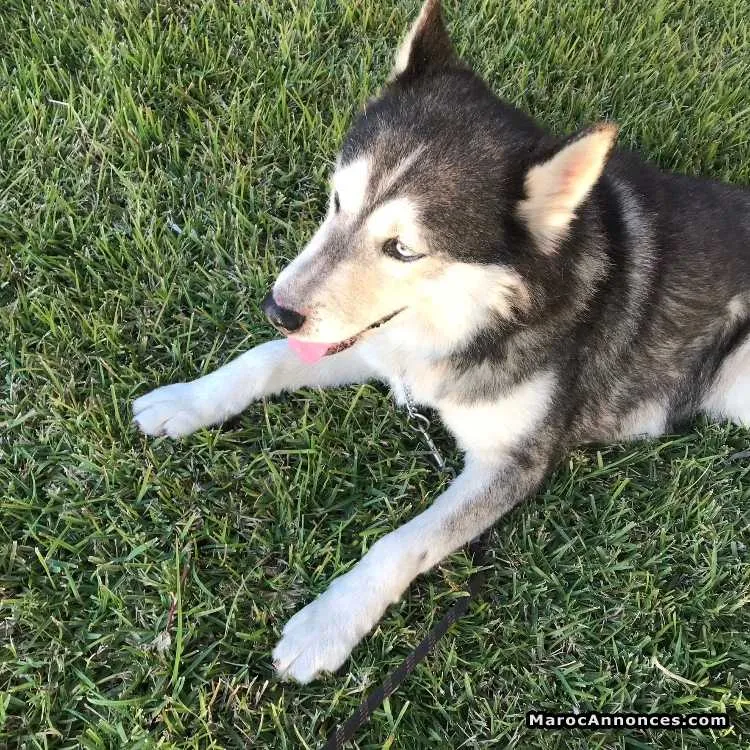Chien husky a accoupler - الدار البيضاء