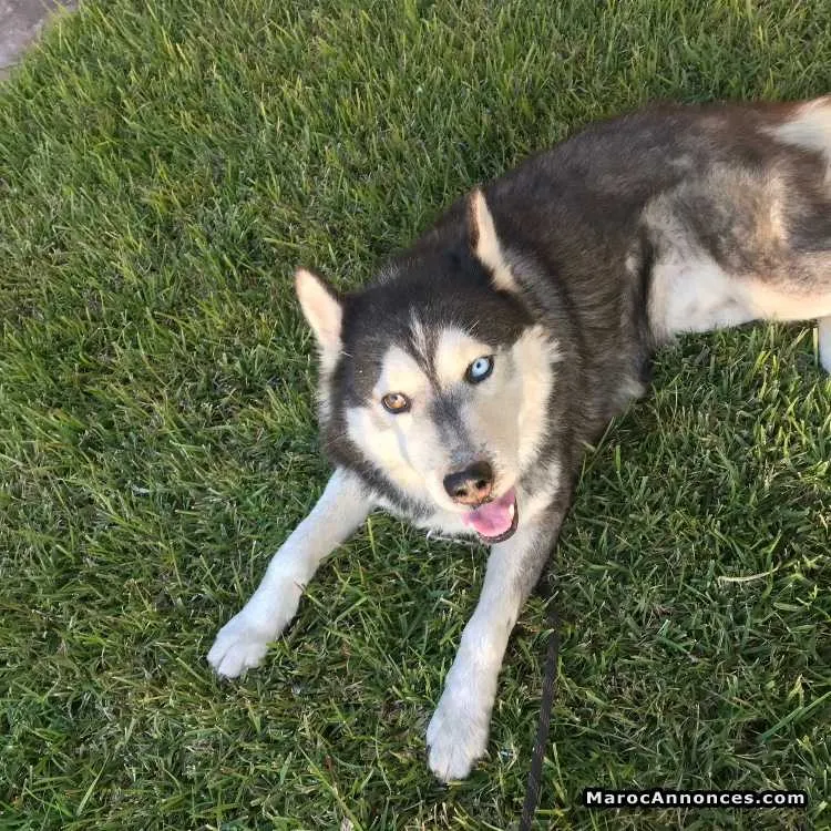 Chien husky a accoupler - الدار البيضاء (2)