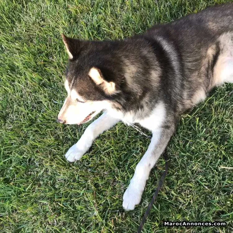 Chien husky a accoupler - الدار البيضاء (3)