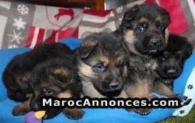 Chiots berger allemand - الرباط