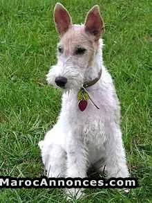 Dresseur des chiens - الرباط (2)