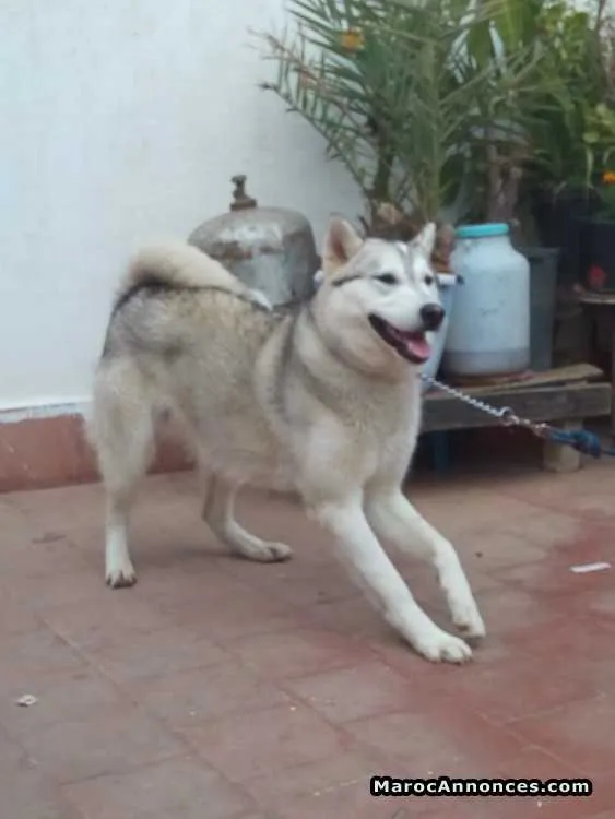 Dresseur des chiens - الرباط