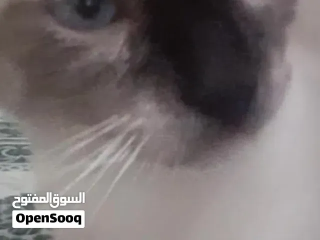 عمر القط الحالي وصحته في اسفل   الملحقات التي ستأتي معه لا شيئ لاأن اغراض احترقة   المدينة طنجة - طنجة