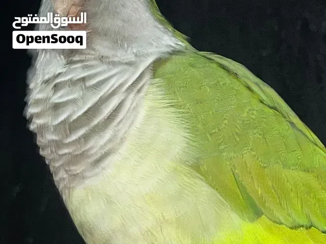 السلام عليكم اسم الببغاء كيوي ببغاء ذكي وألف ليف عمره تقريبا حوالي أربعة سنوات - سلا