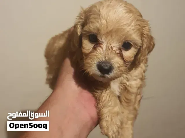 bichon havanais - أكادير
