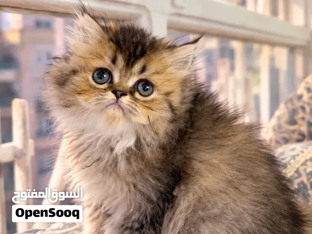 قطط British longhair بعمر شهرين - طنجة