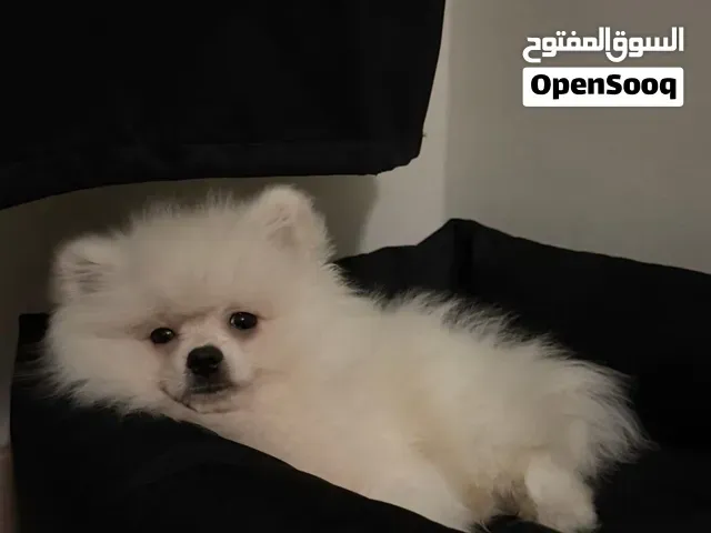 Spitz Pomeranian de 5 mois à vendre - الجديدة