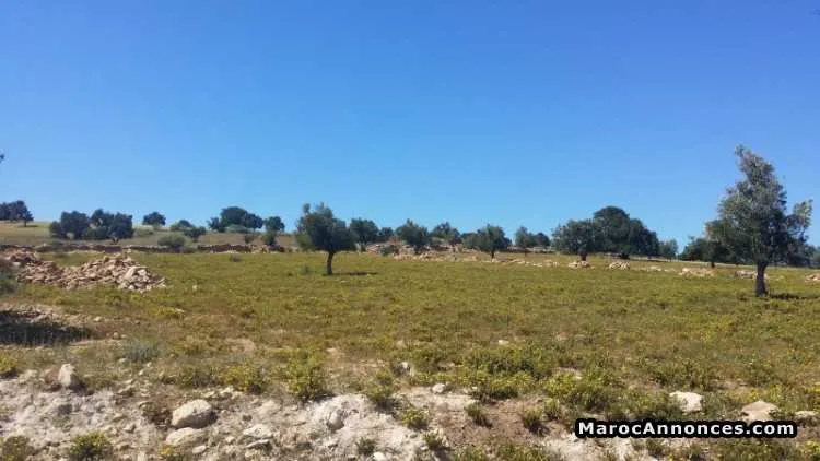 Terrain titré de 6222 m2 essaouira ounagha - أسفي (2)
