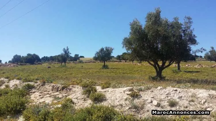 Terrain titré de 6222 m2 essaouira ounagha - أسفي (3)