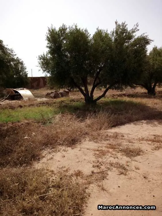 Terrain a 7 km de marrakech - مراكش
