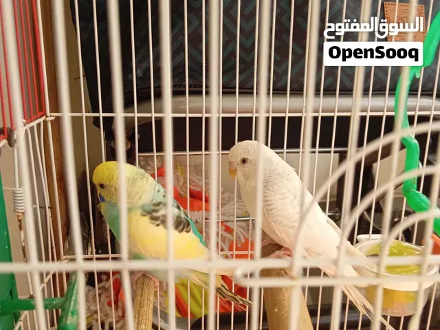 طاءر بادجي - طنجة
