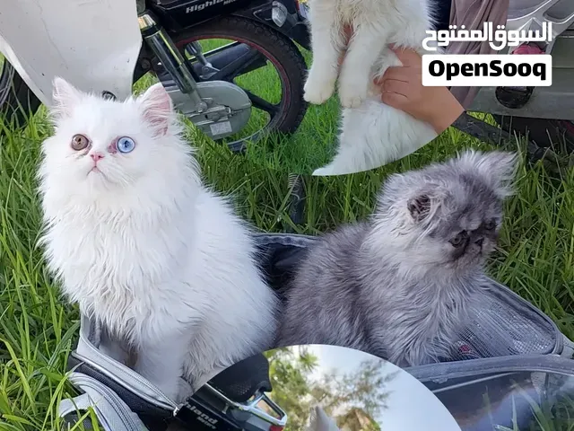 Persan femelle Vaccinée . 28/06/2026 - وجدة