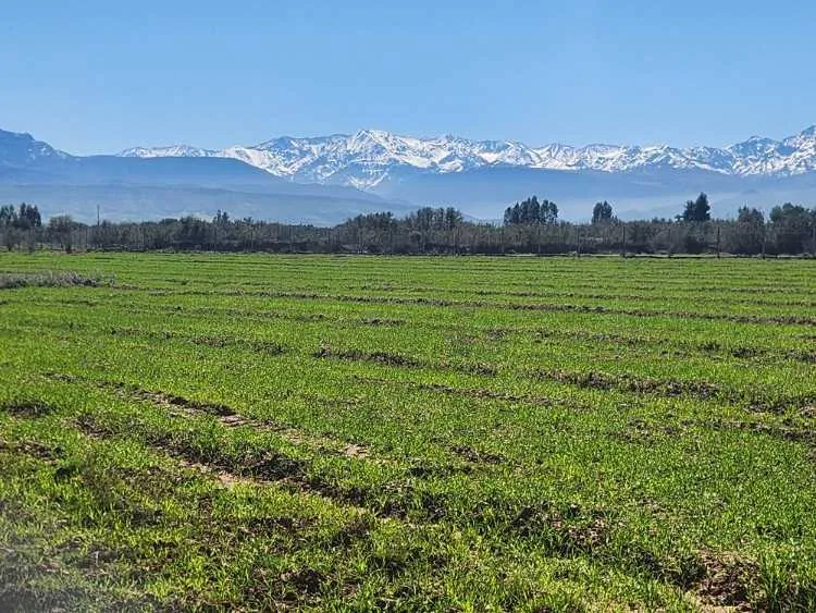 Terrain constructible de 5 000 m² à vendre - مراكش
