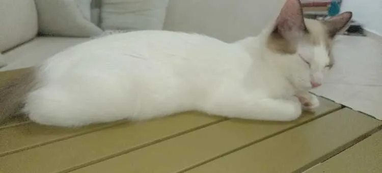 Chat siamois mixte - مراكش (2)