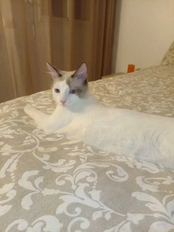Chat siamois mixte - مراكش