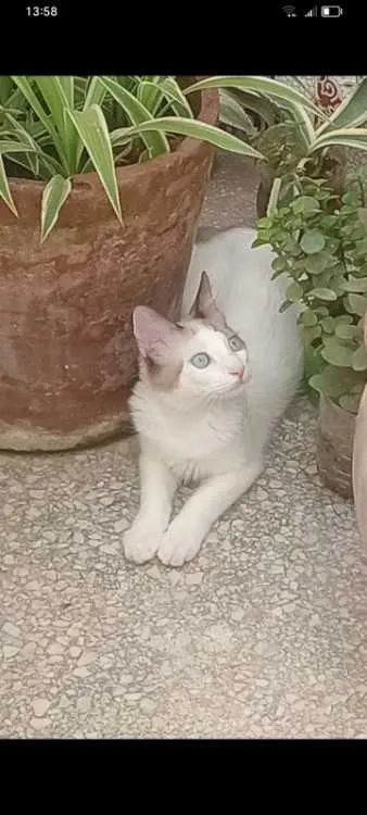 Chat siamois mixte - مراكش (3)