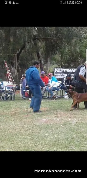Dressage de chiens - الدار البيضاء (3)
