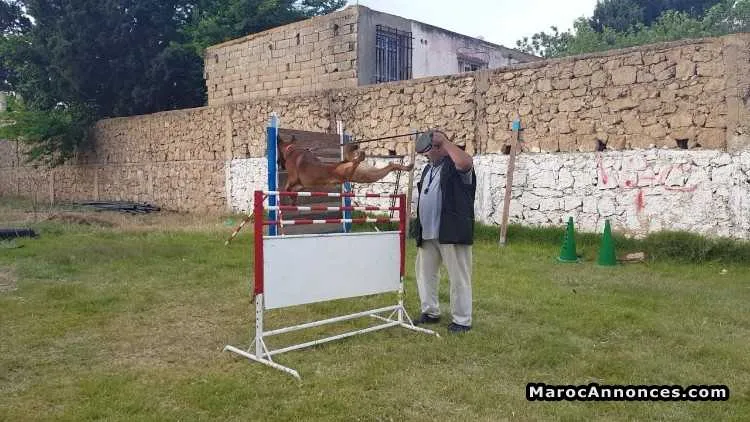 Dressage de chiens - الدار البيضاء (2)