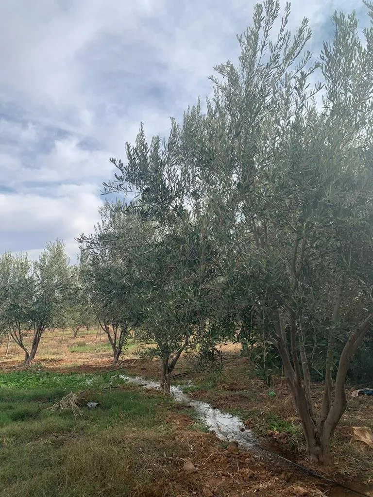 Ferme titrée d'un hectare à  Bouros - مراكش