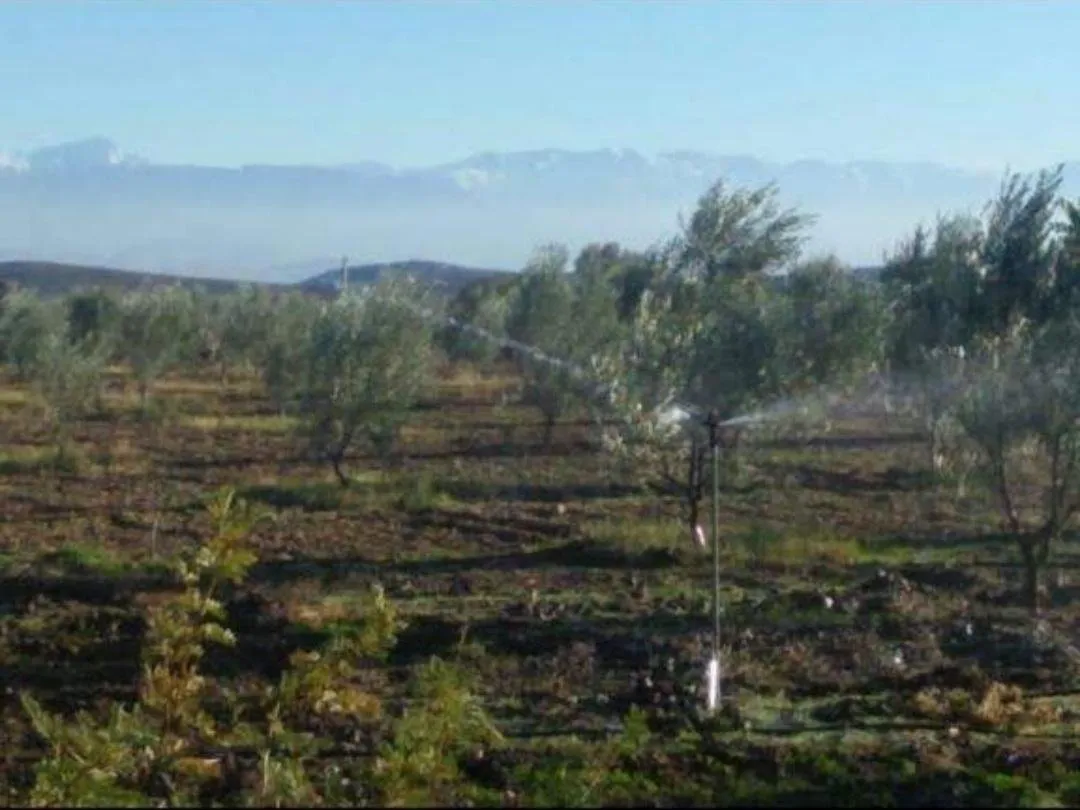 Ferme titrée d'un hectare à  Bouros - مراكش (3)