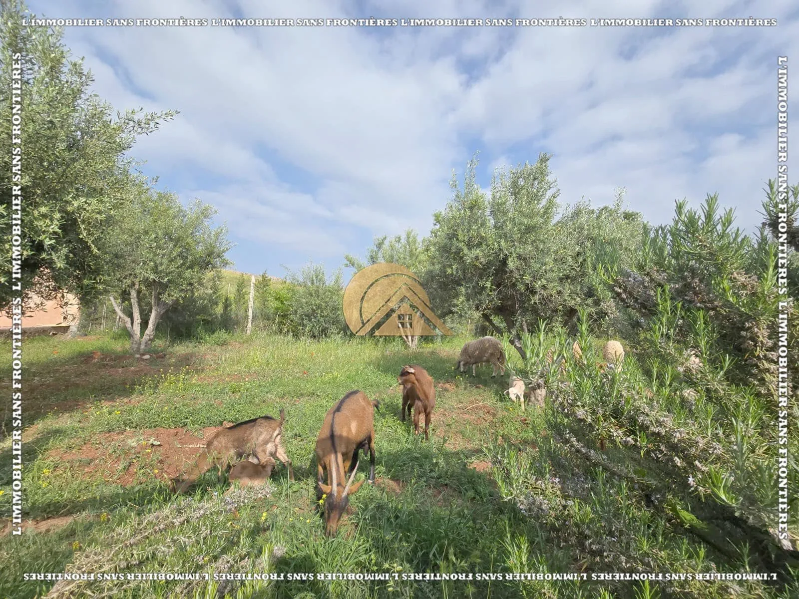 Ferme à vendre — 1 hectare – Tidili Km 35, Marrakech - مراكش (3)
