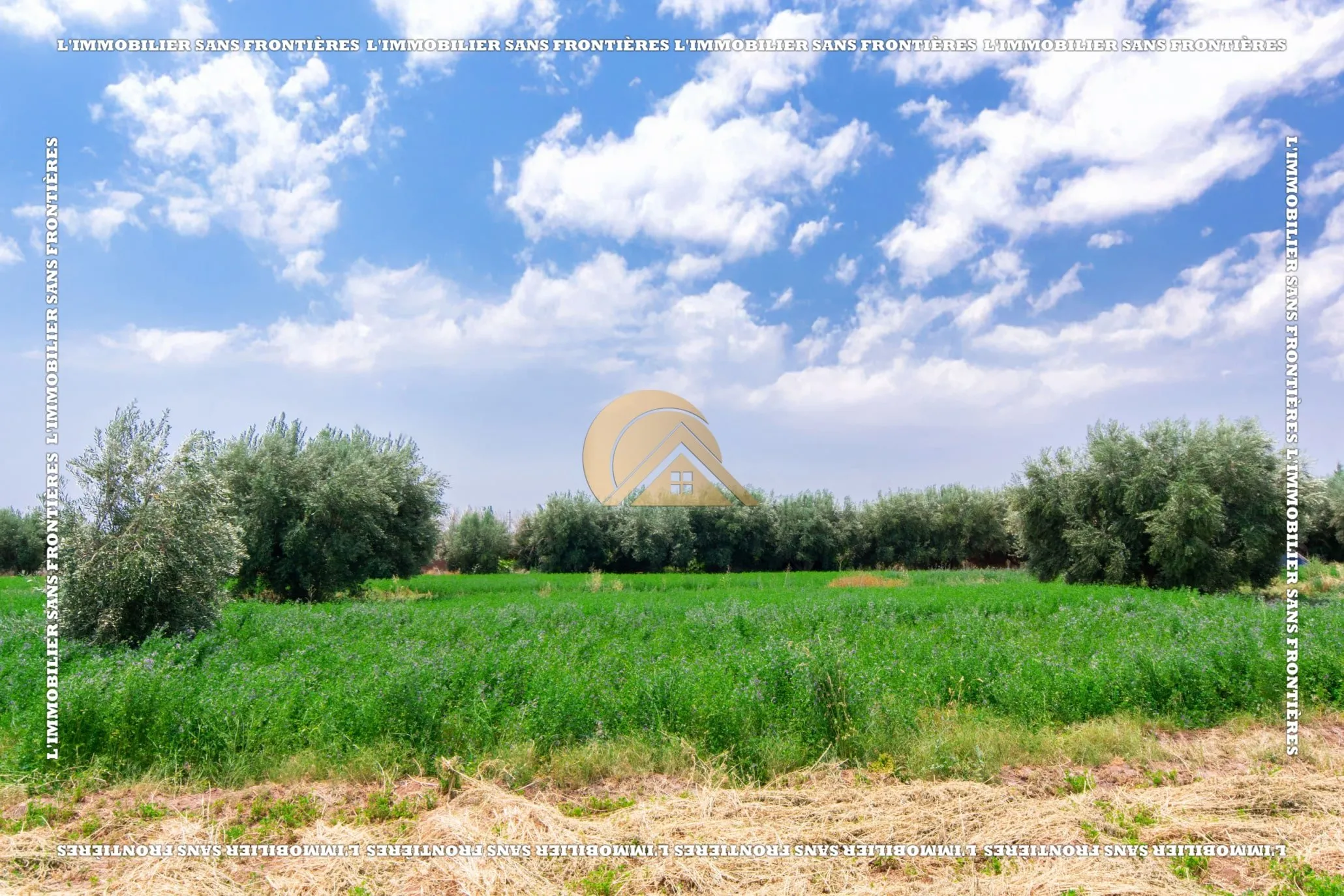 Ferme à vendre — 4 Hectare – Souihla, Marrakech - مراكش (4)