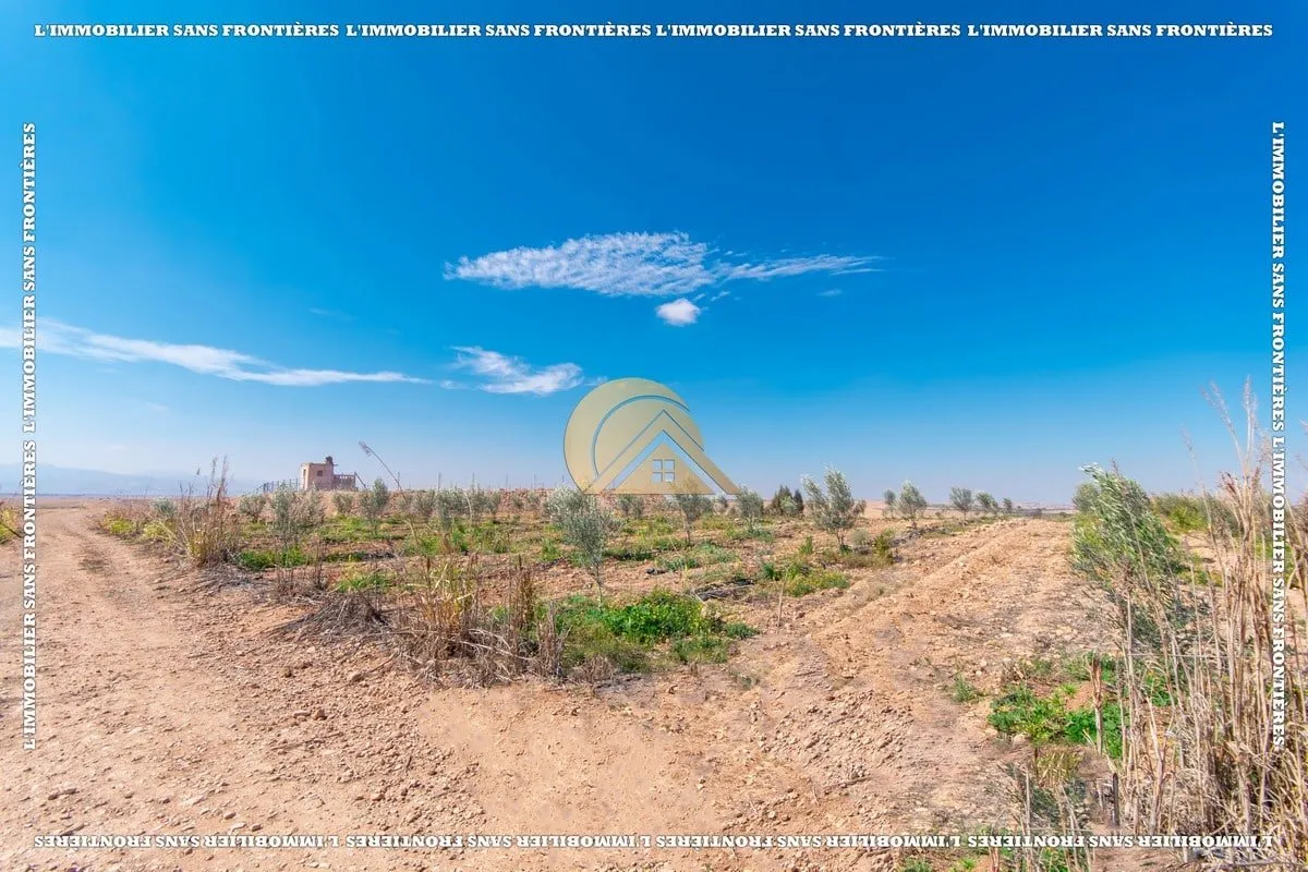Ferme à Route Amizmiz km 54, 3 000 oliviers + 2 puits, Marrakech : à vendre - مراكش (4)