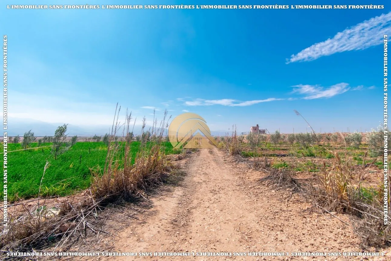 Ferme à Route Amizmiz km 54, 3 000 oliviers + 2 puits, Marrakech : à vendre - مراكش (3)
