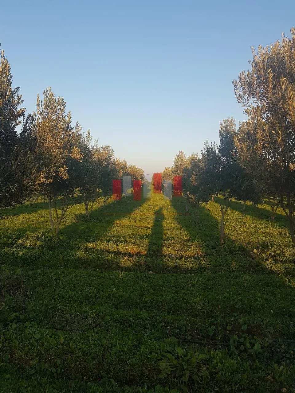 FERME SUR GRAND ESPACE VERT - برشيد (4)