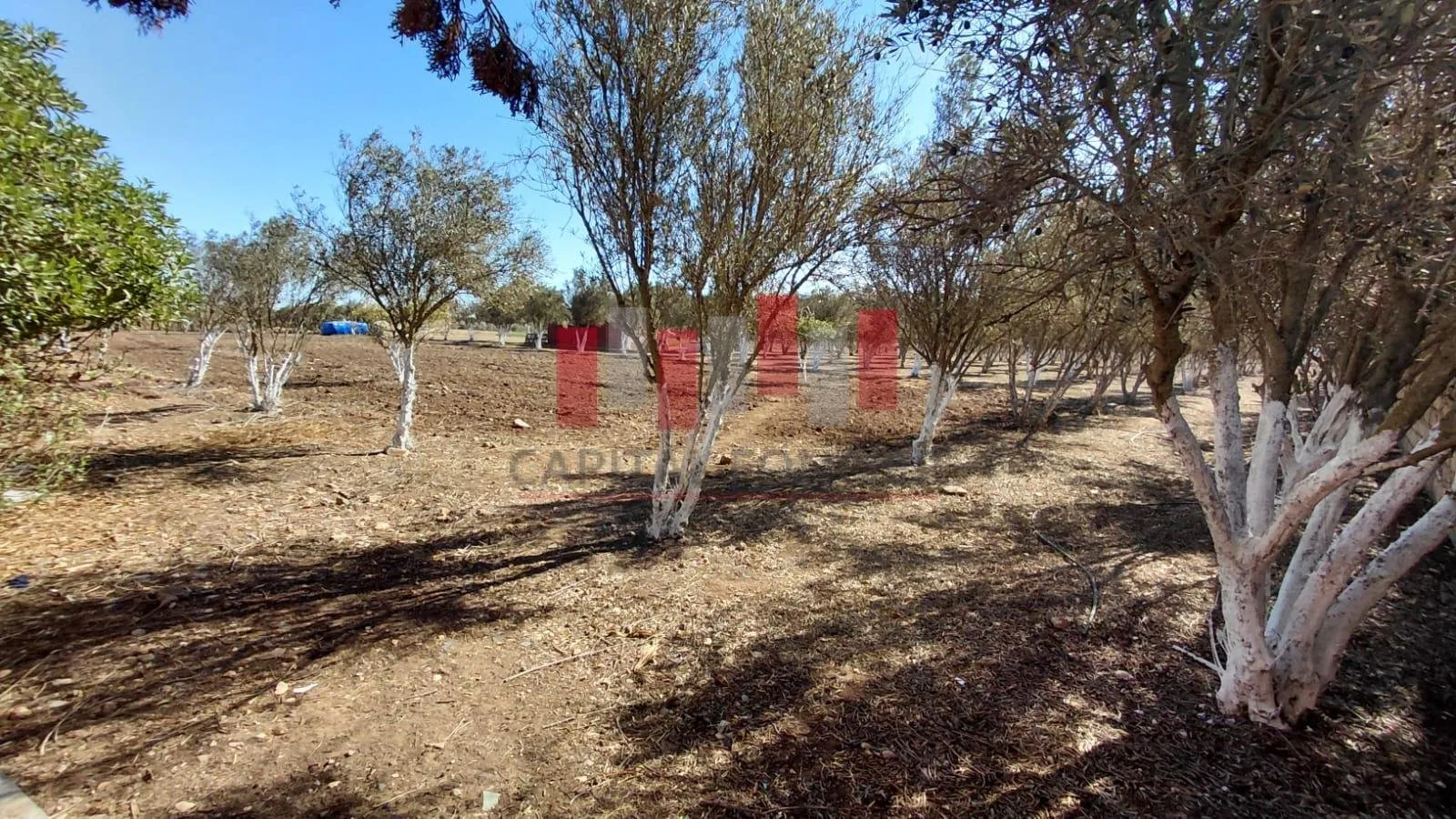 FERME SUR GRAND ESPACE VERT - برشيد (3)