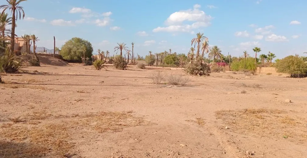 Terrain titré à la Palmeraie–1 Ha 200 - مراكش (3)