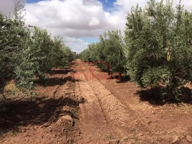 Vente Ferme à Marrakech - مراكش