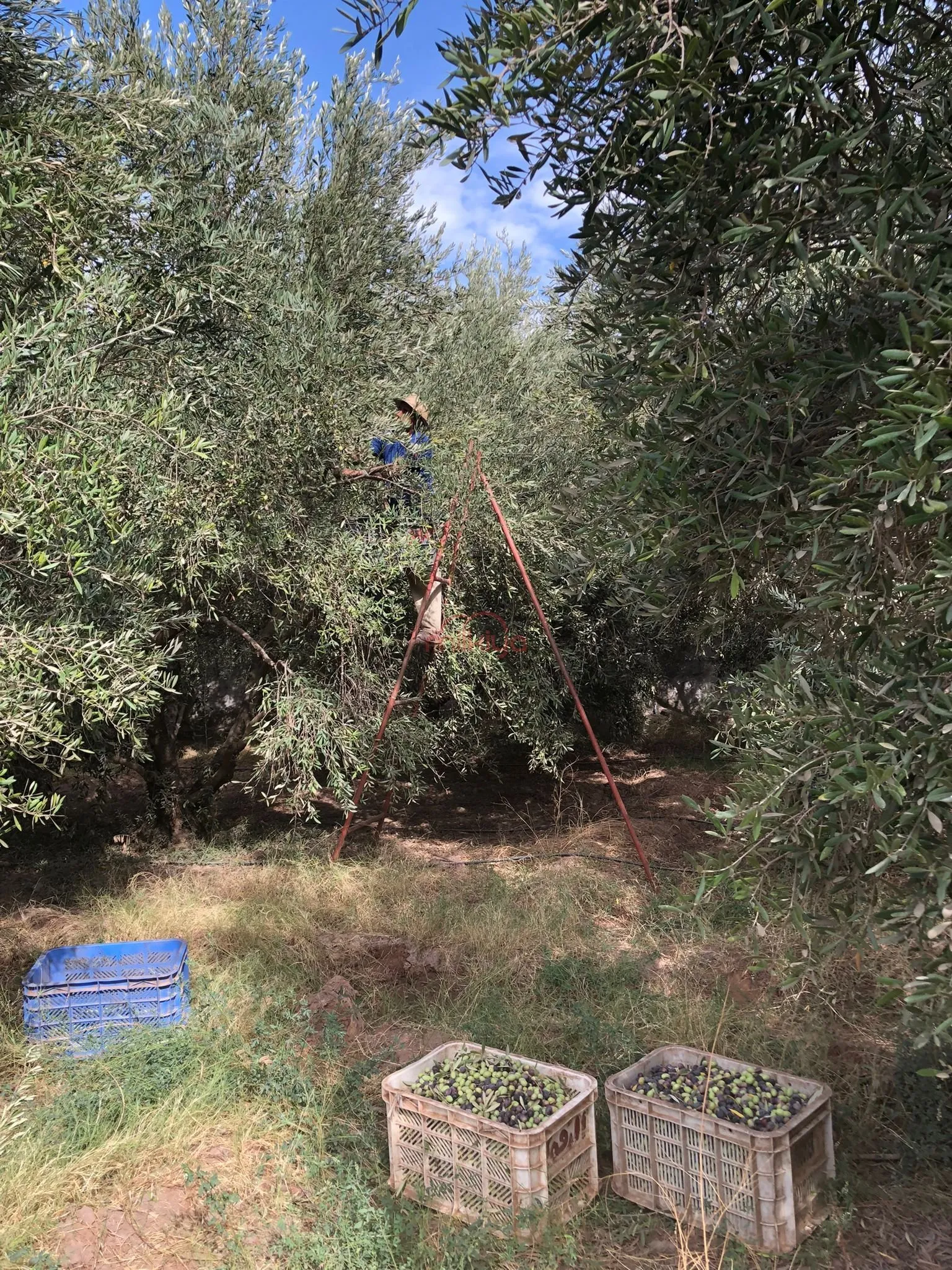 Vente Ferme à Marrakech - مراكش (2)
